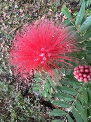 Calliandra haematocephala