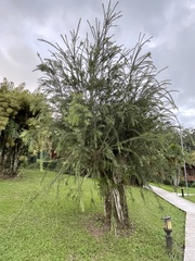 Melaleuca viminalis