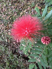 Calliandra haematocephala
