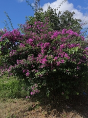 Bougainvillea glabra