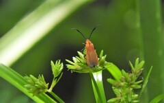 Thelgetra adusta