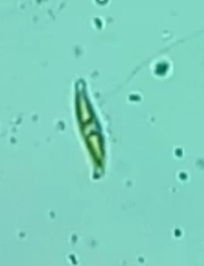 Euglena