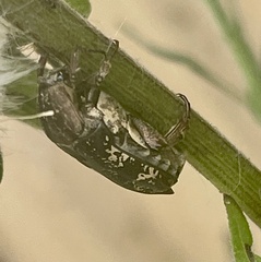 Protaetia fusca