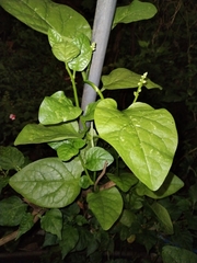 Caryophyllales