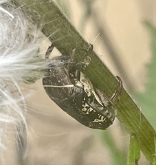 Protaetia fusca