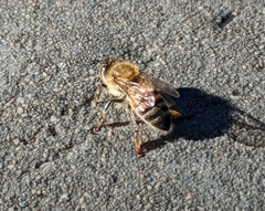 Apis mellifera