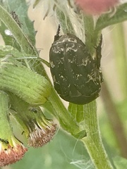 Protaetia fusca