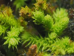 Claopodium rostratum