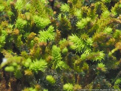 Claopodium rostratum