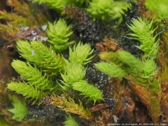 Claopodium rostratum