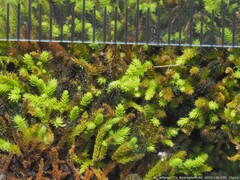 Claopodium rostratum