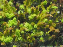 Claopodium rostratum