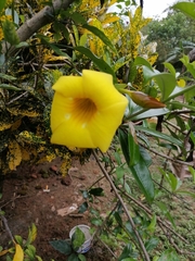 Allamanda cathartica