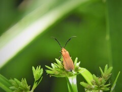 Thelgetra adusta