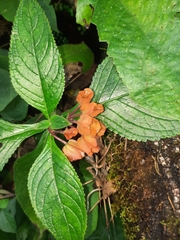 Chrysothemis friedrichsthaliana