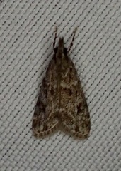 Eudonia heterosalis