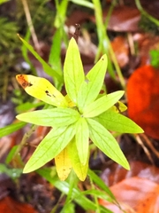 Lithospermum officinale