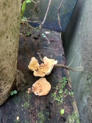 Cerrena zonata