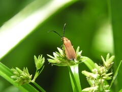 Thelgetra adusta