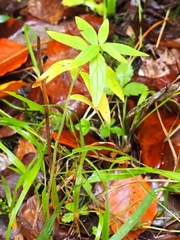 Lithospermum officinale