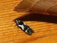 Teleiodes luculella