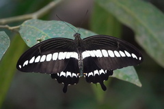 Papilio gigon