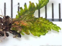 Fissidens bryoides