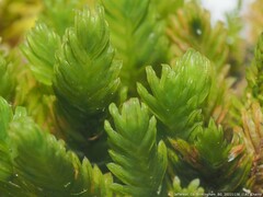 Fissidens bryoides