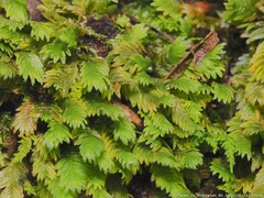 Fissidens bryoides