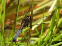 Erythrodiplax connata