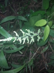 Pityrogramma calomelanos