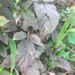 Strobilanthes reptans