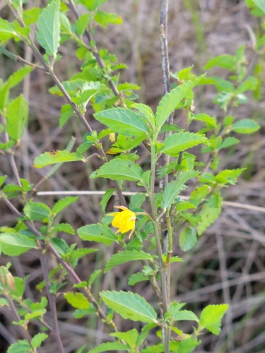 Image of Corchorus siliquosus by (c) Jay Horn, some rights reserved (CC BY)
