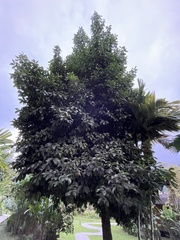 Handroanthus ochraceus