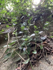 Piperales