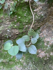 Piperales