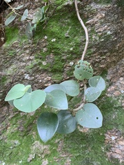 Piperales
