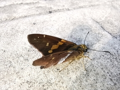 Aguna asander asander