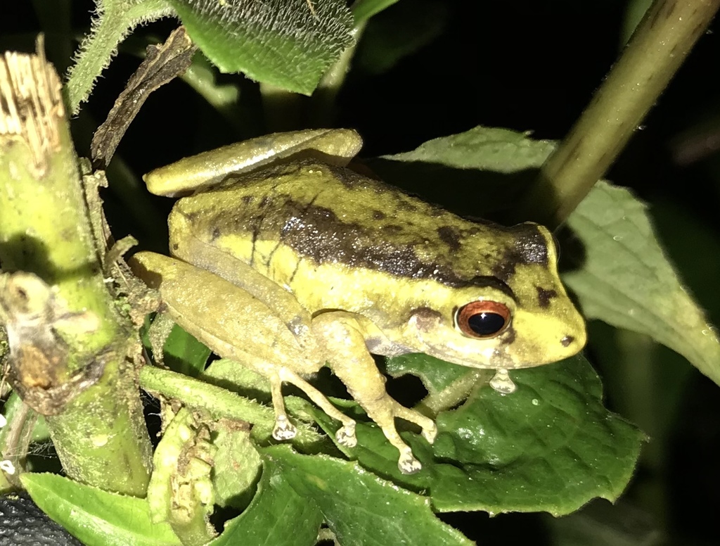 Colombian Robber Frog from Dagua, Valle del Cauca, Colombia on June 30 ...