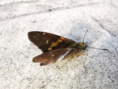 Aguna asander asander