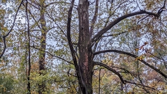 Herpothallon rubrocinctum