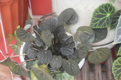 Peperomia caperata