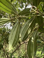 Miconia theizans