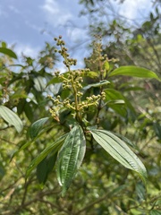 Miconia theizans