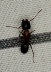 Myrmentoma