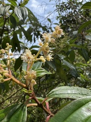 Miconia theizans
