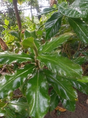Costus pulverulentus