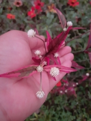 Alternanthera brasiliana