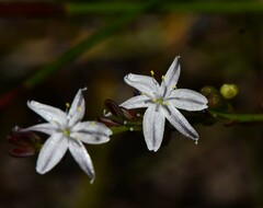 Caesia parviflora parviflora