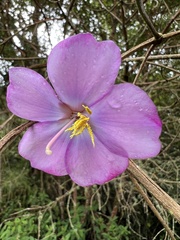 Andesanthus